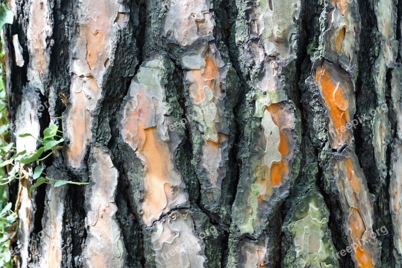 Spruce Tree Bark Forest Conifer