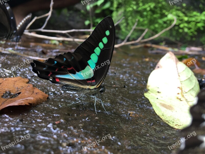 Bluebottle Butterfly Western Ghats Gafoor Freetouse