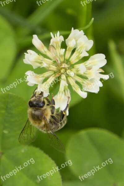 Bee Clover Flower Klee Bee On Clover Flower White Clover Flower