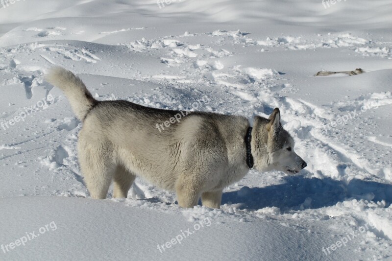 Canada Québec Dog In The Snow Free Photos