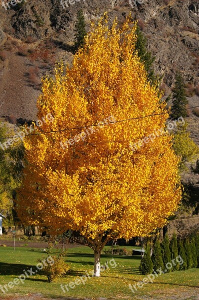 Birch Tree Landscaping Natural Birch Sunlight