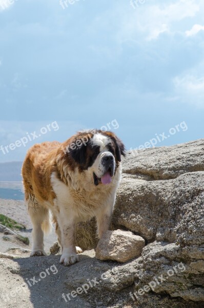 Caucasian Shepherd Dog Free Photos