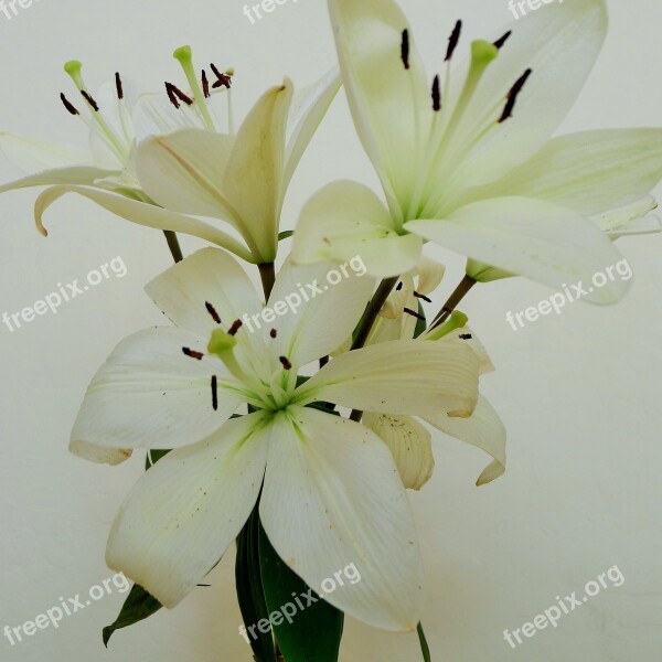 Lilly White Wedding Floral Love