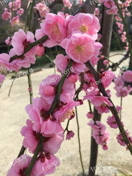 Ume Plum 2 Month Flower Free Photos