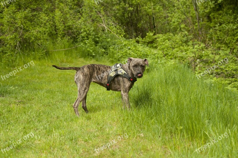 American Staffordshire Dog Meadow Summer Race