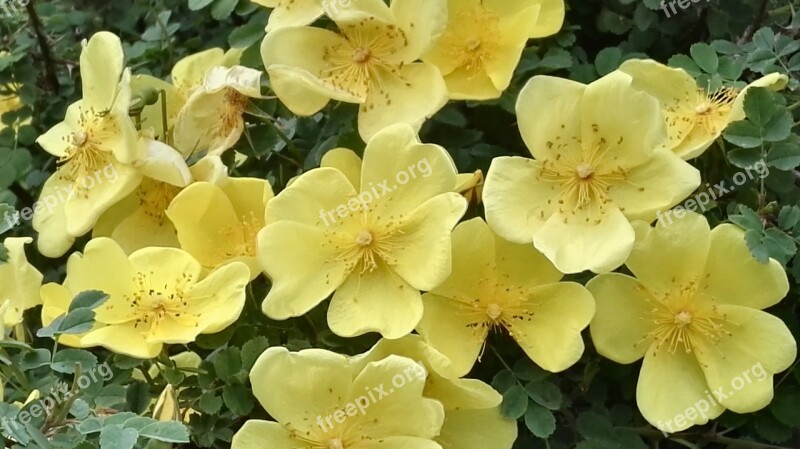 Wild Rose Cute Rose Yellow Briar Free Photos