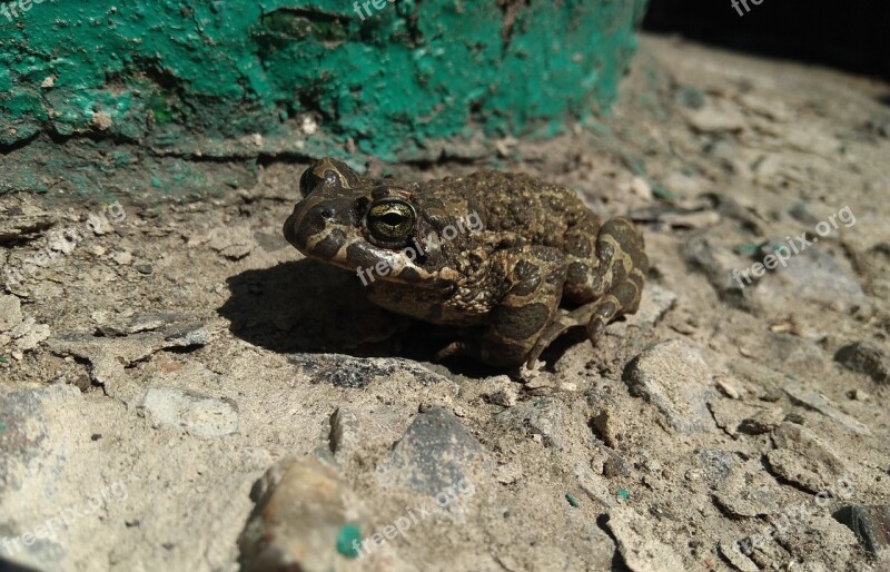 Toad Frog Animals Tsarevna Croak