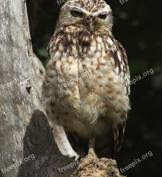 Little Owl Bird Raptor Animal Free Photos