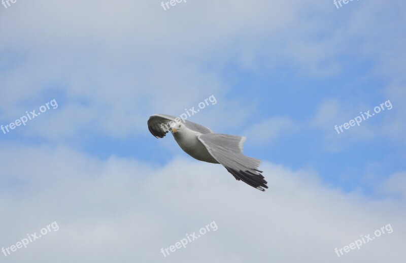 Seagull Gulls Seabird Sea Free Image