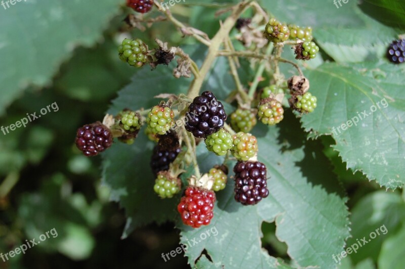 Blackberries Fruit Red Fruits Brambles Nature