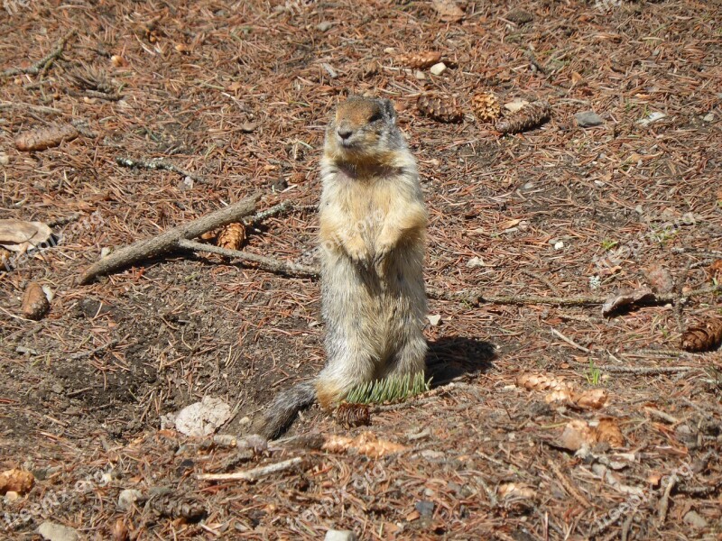 Squirrel Chipmunk Mammal Canada Rodent