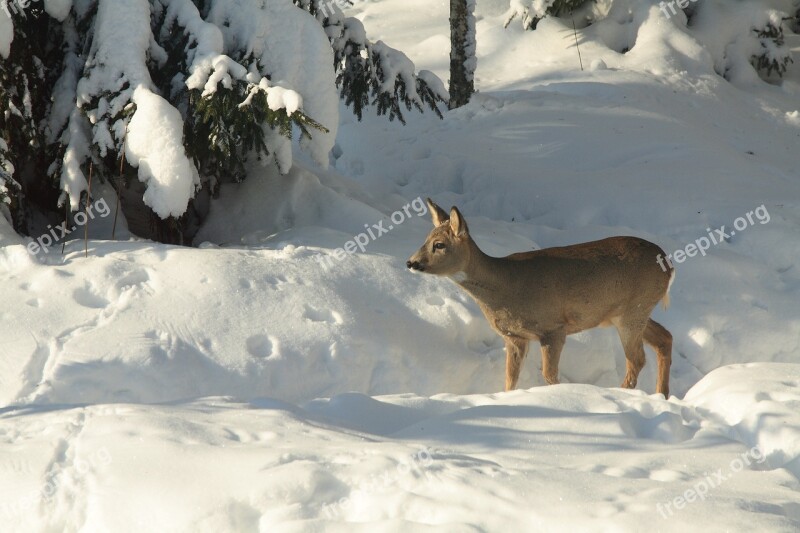 The European Roe Deer Winter Wild Animal Roe Deer Free Photos