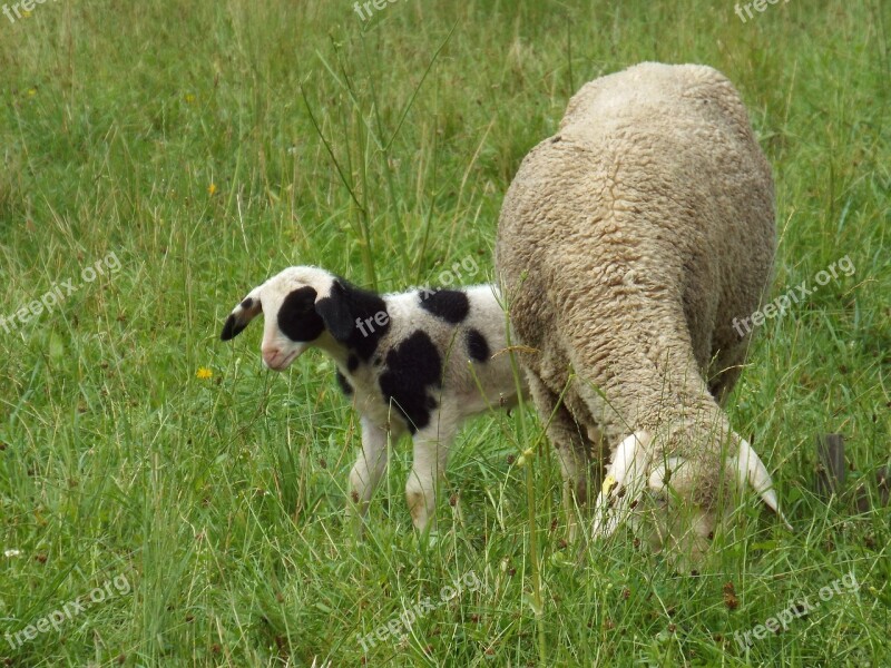 Sheep With Lamb Young Animal Lamb Sheep Pasture