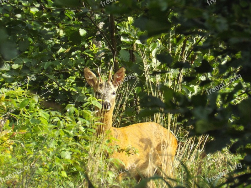 Roe Deer Young Animal Attention Forest Animal Free Photos