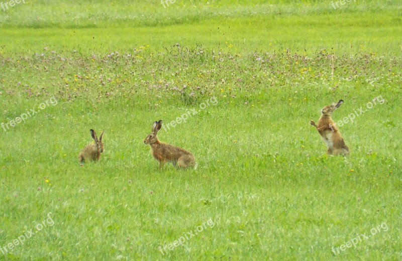 Hare Rabbit Wild Hare Nature Cute