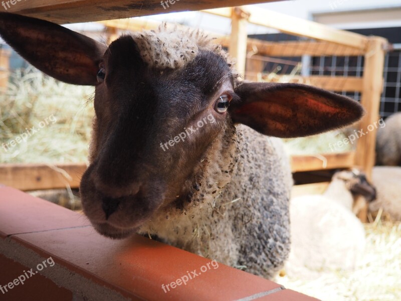 Sheep Lamb Face Animal Stall