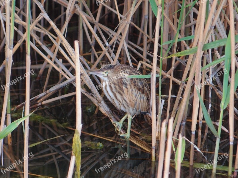 Birds Bird Bird River Bittern The Small Bittern