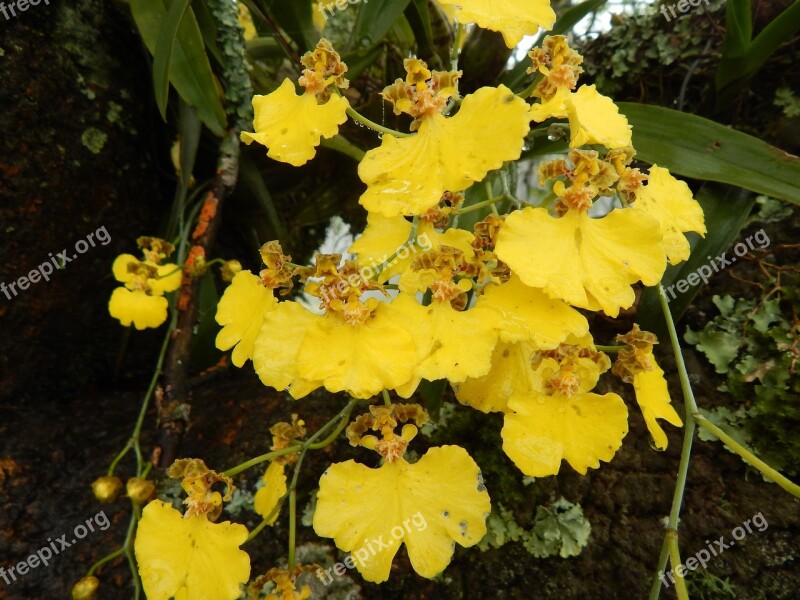 Orchids Yellow Flowers Flower Duckling Yellow Free Photos