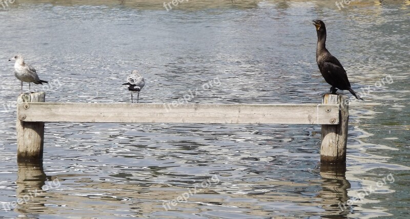 Birds The Seagulls Cormorant Black Wild Birds