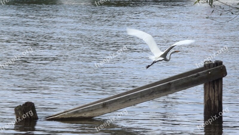 Birds Great White Egret In Flight Lake Bar