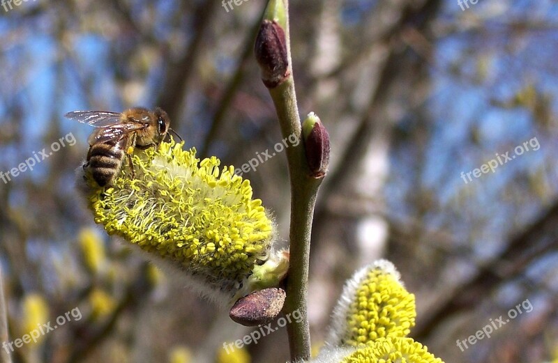 Bee Hazelnut Blossom Bloom Hazel Flower