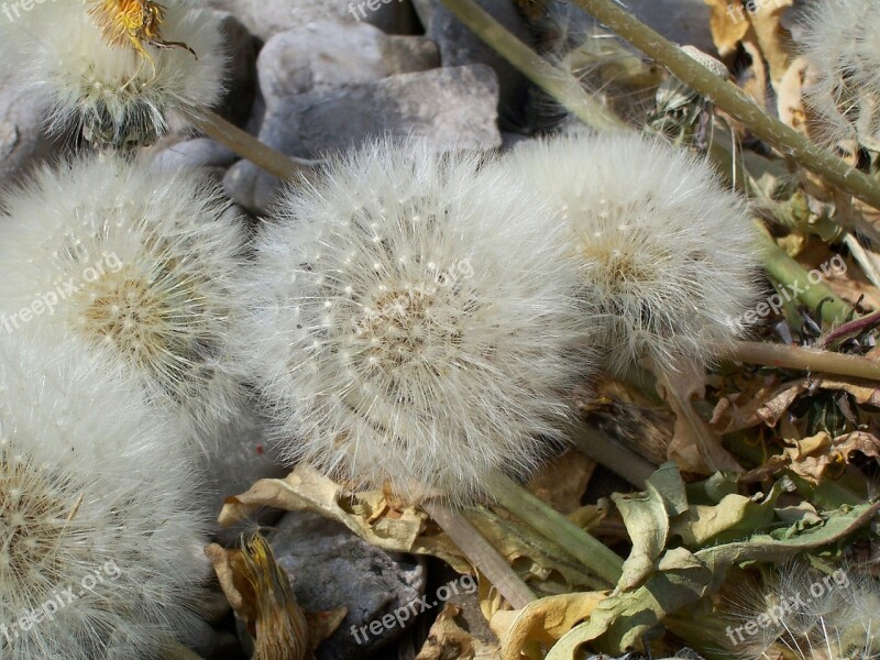 Flower Faded Withered Dandelion Number Summer Transience