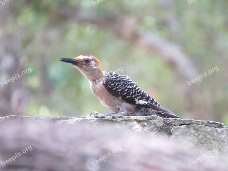 Bird Colorful Wildlife Woodpecker Free Photos