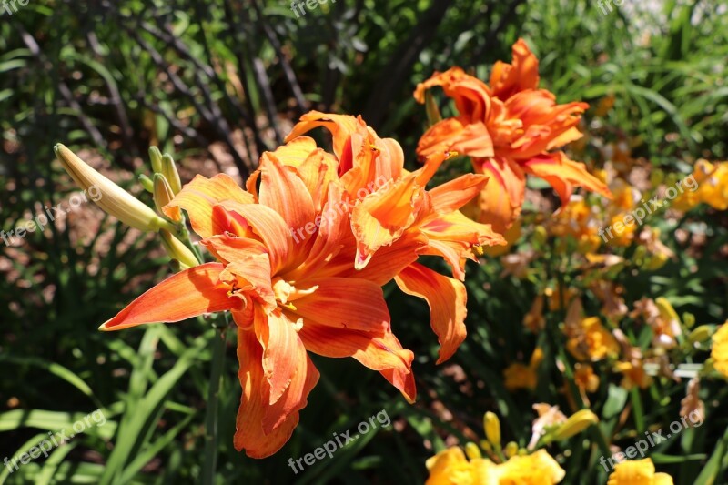 Flowers Orange Orange Blossom Petals Garden