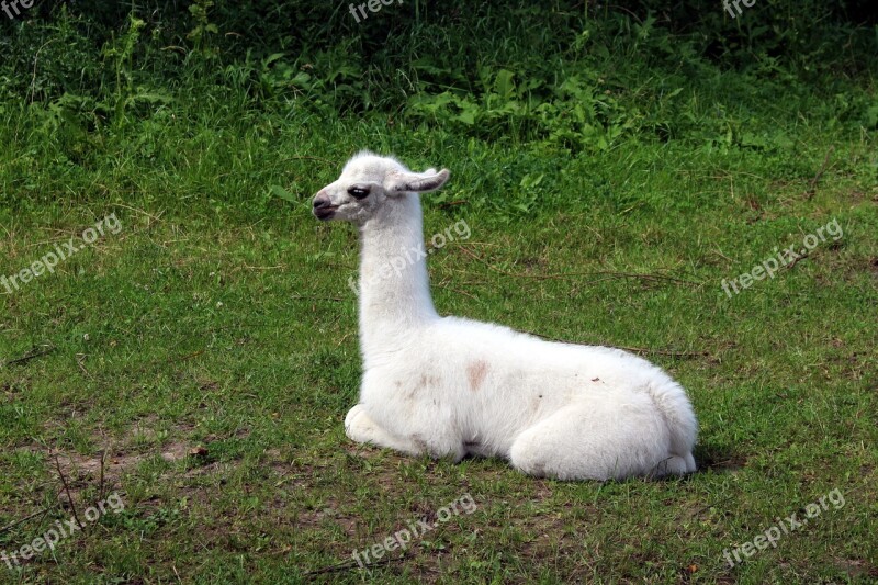 Lama Animal Fauna Mammal Free Photos