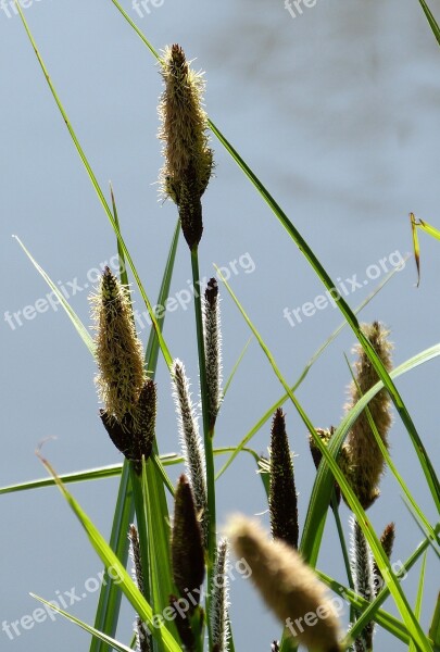 Bamboo Grassedit This Page Grasses Halme Free Photos