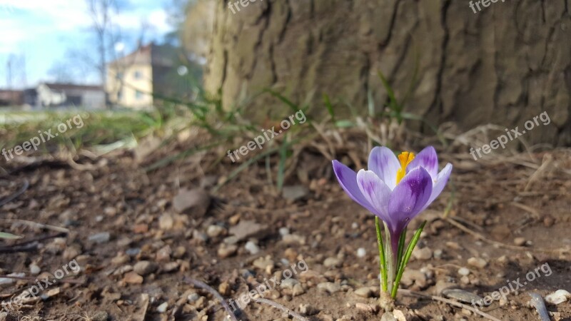 Flower Sarajevo Purple Free Photos