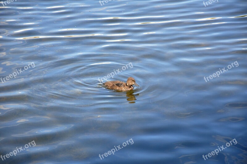 Duck Little Duckling Water Waterfowl Kid