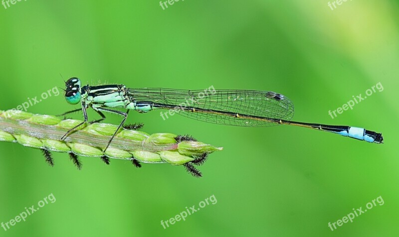 Nature Damselfly Insect Dragonfly Winged Insect