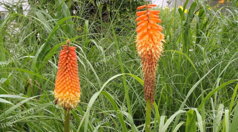 Plants Flowers Trytoma Flowering Plants Garden