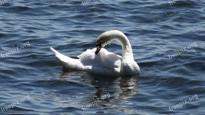 Birds White Swan Lake Water View