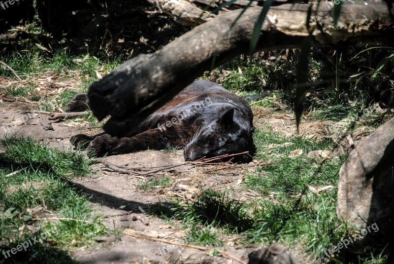 Wild Animal Puma Zoo Nature