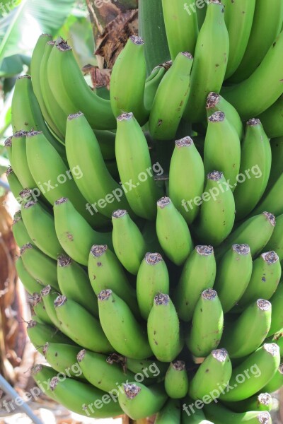 Bananas Green Fruits Shrub Fruit