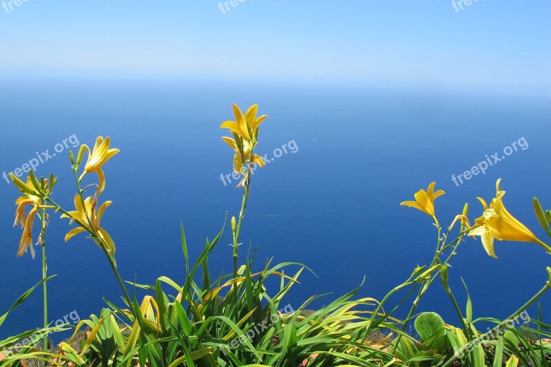 Flower Sea Nature Calheta Madeira