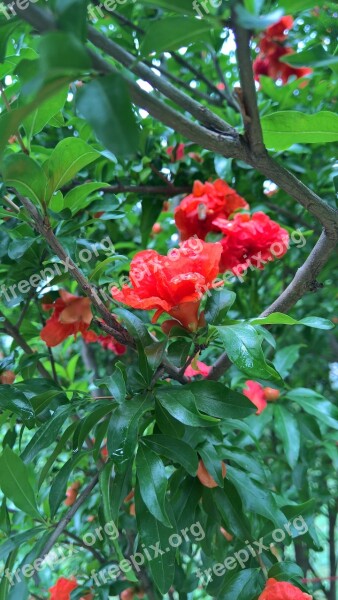 West China University Of Plant Pomegranate Free Photos