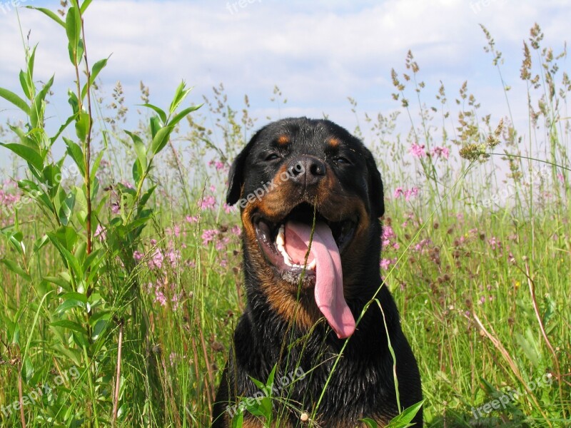 Rottweiler Friend Love Smile Each