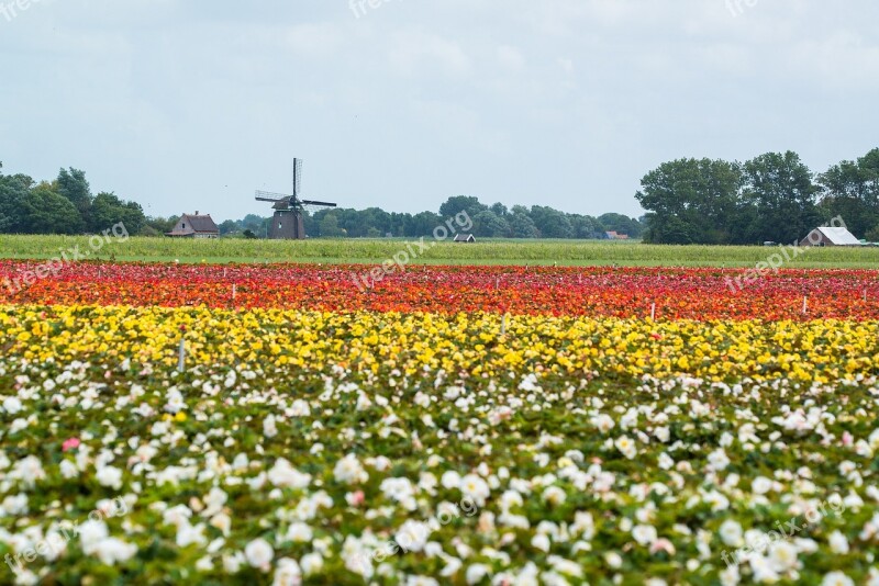 Windmill Flower Fields Holland Summer Blossom