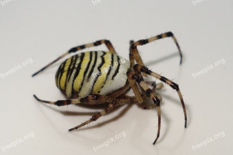 Spider Zebraspinne Insect Nature Animal World