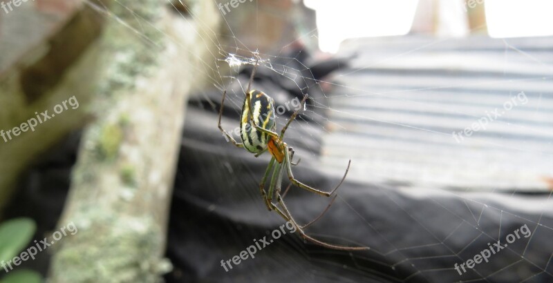 Nature Insects Spider Bichito Macro