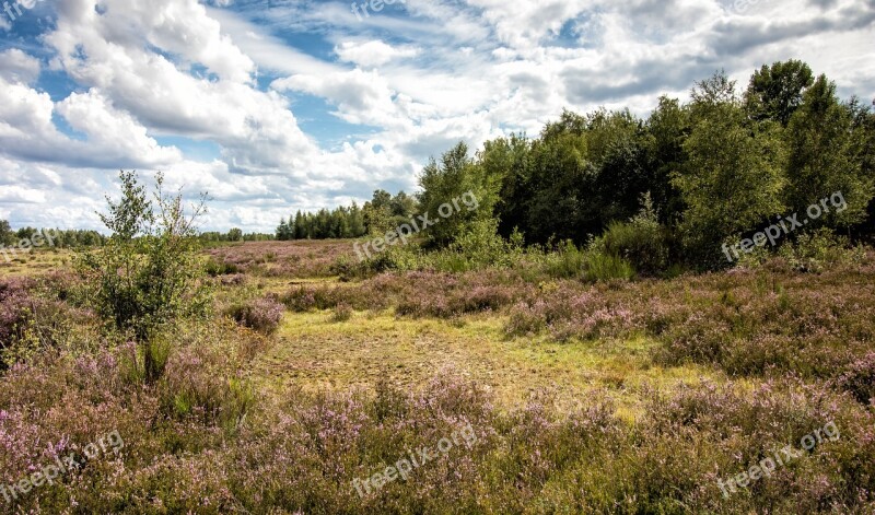 Heide Heather Eifel Drover Heath Landscape