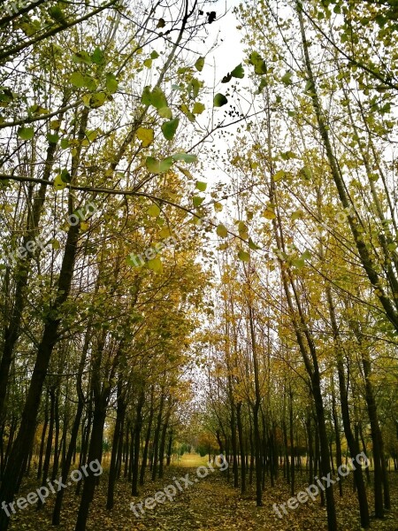 Autumn Defoliation Wither Die Free Photos