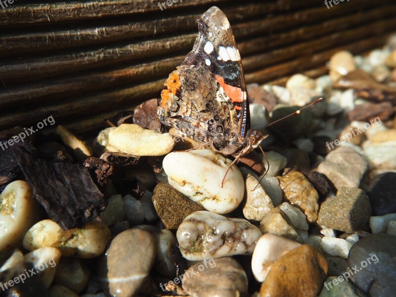 Butterfly Admiral Drink Garden Insect