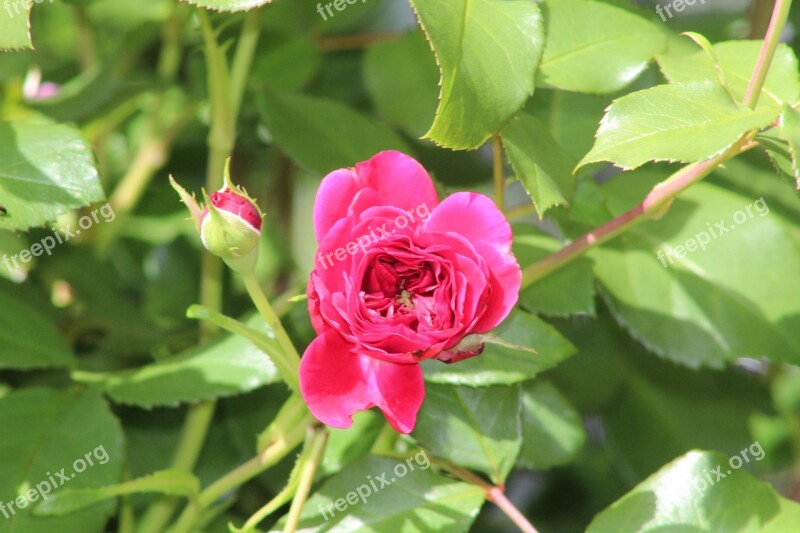 Rose Pink Rose Bloom Open Rose Garden Roses