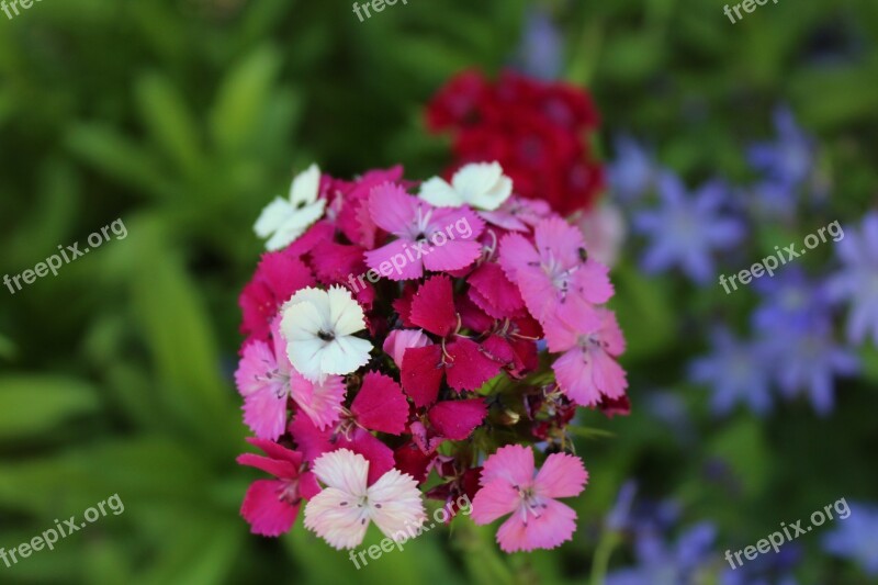 Sweet William Summer Garden Dianthus Plant