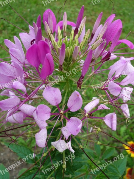 Flower Pink Nature Garden Summer