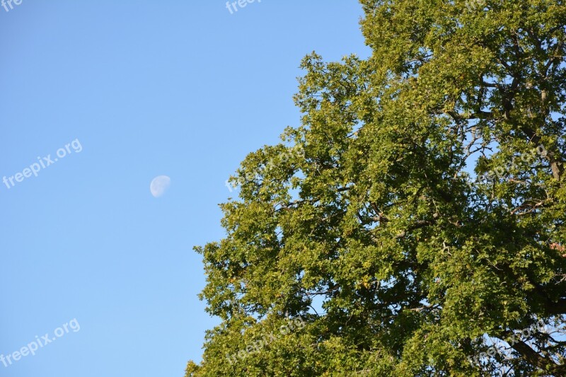 Moon In The Day Tree Himmel Moon Today